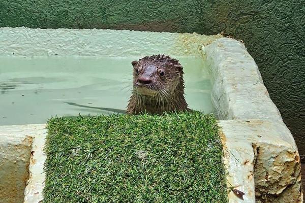 Bosque de Ribeirão Preto abre visitação para trio de lontras após adaptação