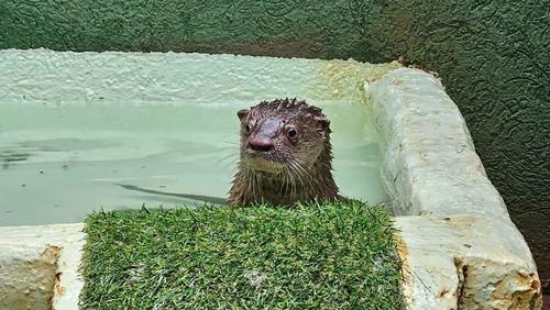 Bosque de Ribeirão Preto abre visitação para trio de lontras após adaptação