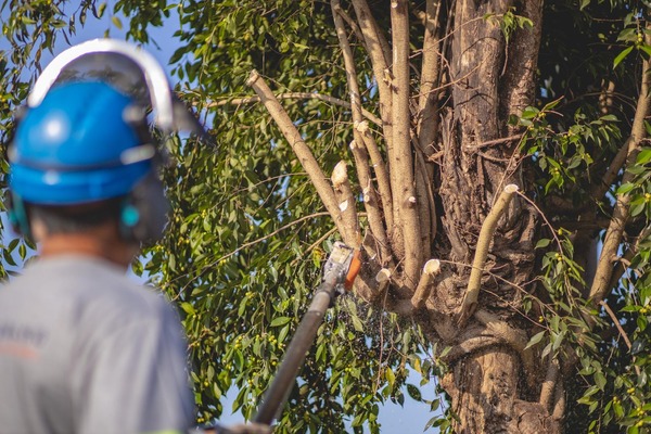 Prefeitura de Ribeirão Preto abre 90 vagas para capacitação em podas de árvores