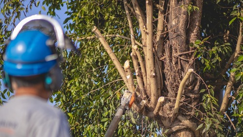 Prefeitura de Ribeirão Preto abre 90 vagas para capacitação em podas de árvores