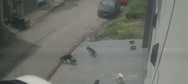 Homem é preso após atropelar cães de rua de forma intencional em Manaus