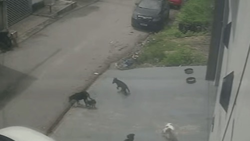 Homem é preso após atropelar cães de rua de forma intencional em Manaus