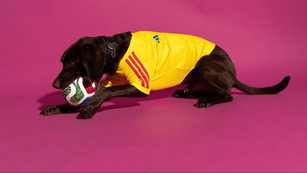 Adidas lança coleção de camisas das seleções da Copa do Mundo para cães