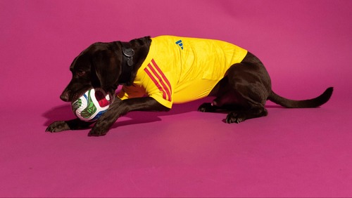 Adidas lança coleção de camisas das seleções da Copa do Mundo para cães