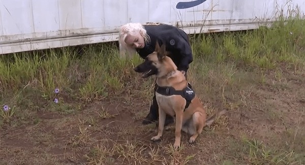 Cão perito da polícia do PR fareja sangue invisível em cenas de crime