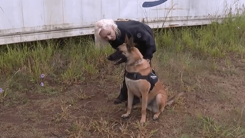 Cão perito da polícia do PR fareja sangue invisível em cenas de crime