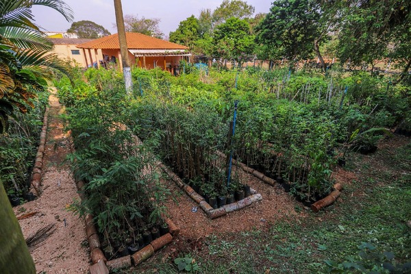 Horto Municipal disponibiliza mais de 3 mil mudas gratuitas para incentivar arborização urbana