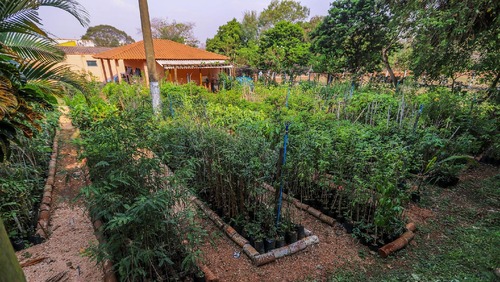 Horto Municipal disponibiliza mais de 3 mil mudas gratuitas para incentivar arborização urbana