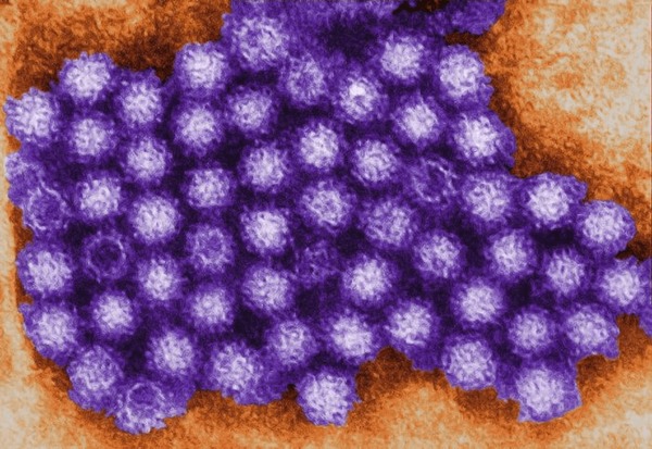 Cruzeiro registra mais de 100 pessoas infectadas por norovírus no Atlântico