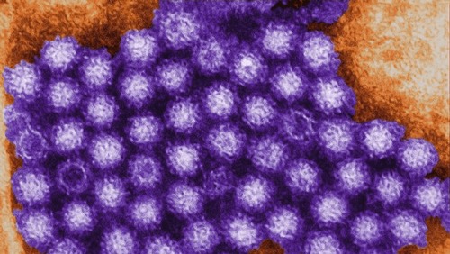Cruzeiro registra mais de 100 pessoas infectadas por norovírus no Atlântico