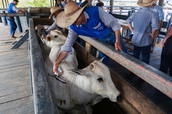 União Europeia veta carne do Brasil por descumprir normas sanitárias