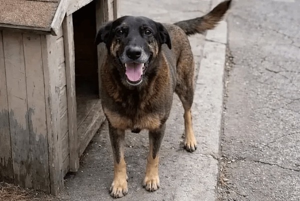 Cão Orelha: MP de SC diz que animal não foi morto por adolescentes