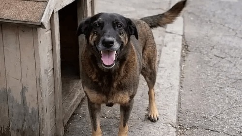 Cão Orelha: MP de SC diz que animal não foi morto por adolescentes