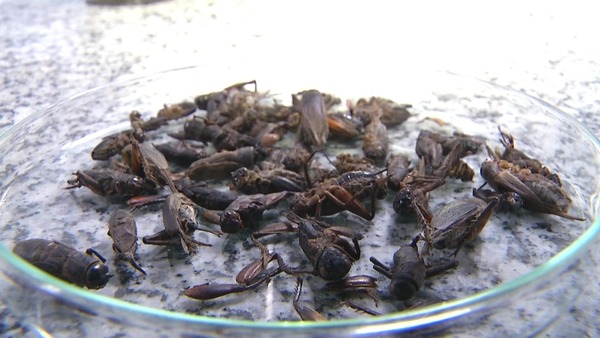 Cientistas da Unicamp desenvolvem farinha de grilo rica em proteínas