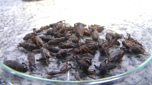 Cientistas da Unicamp desenvolvem farinha de grilo rica em proteínas