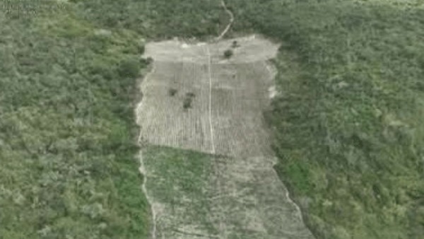 Plantação de 200 mil pés de maconha é destruída em operação na Bahia