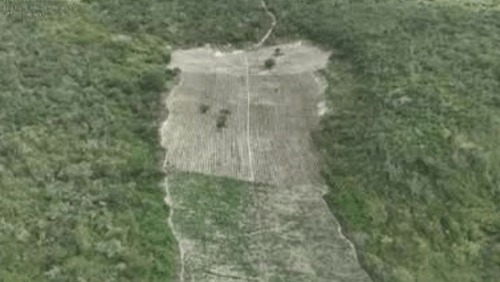 Plantação de 200 mil pés de maconha é destruída em operação na Bahia