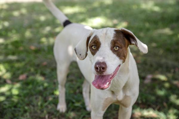 Prefeitura de Ribeirão Preto promove feira de adoção de animais neste sábado (23)