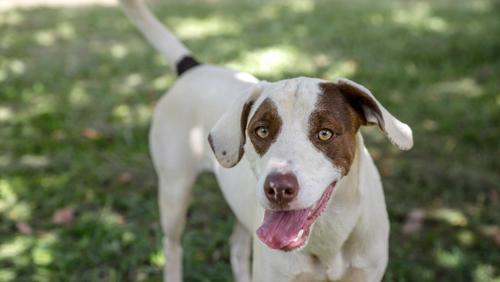 Prefeitura de Ribeirão Preto promove feira de adoção de animais neste sábado (23)