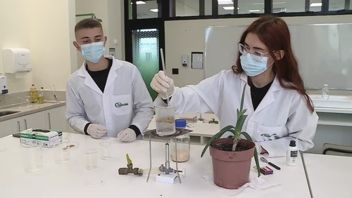 Estudantes gaúchos criam curativo 100% orgânico e biodegradável