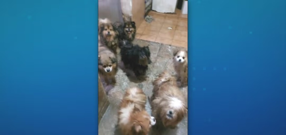 Polícia resgata mais de 20 cães de canil clandestino em Osasco (SP)