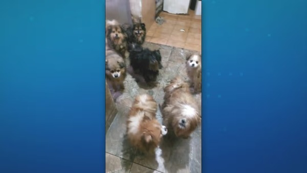 Polícia resgata mais de 20 cães de canil clandestino em Osasco (SP)