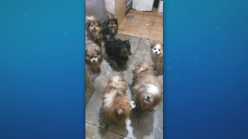 Polícia resgata mais de 20 cães de canil clandestino em Osasco (SP)