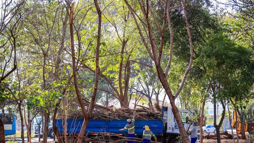 Prefeitura inicia mutirão de cata galhos neste sábado (30) em Ribeirão Preto