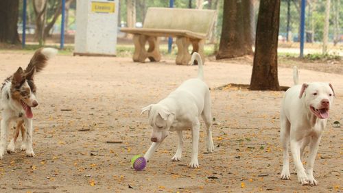 Lei torna crime exercício ilegal da medicina veterinária 