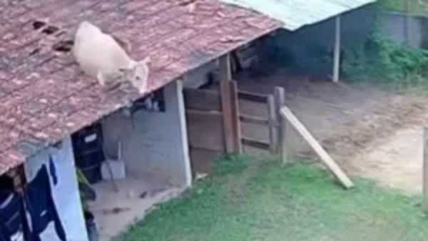 Vaca cai de telhado em Santa Catarina, destrói imóvel e assusta moradores