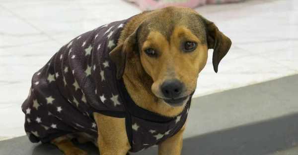 Cão viraliza ao ser dorminhoco de manhã e 'guardião' de loja à noite