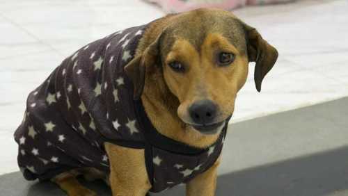 Cão viraliza ao ser dorminhoco de manhã e 'guardião' de loja à noite