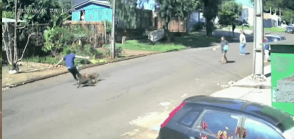 Vídeo: homem é atacado por cães e tenta escapar subindo em poste