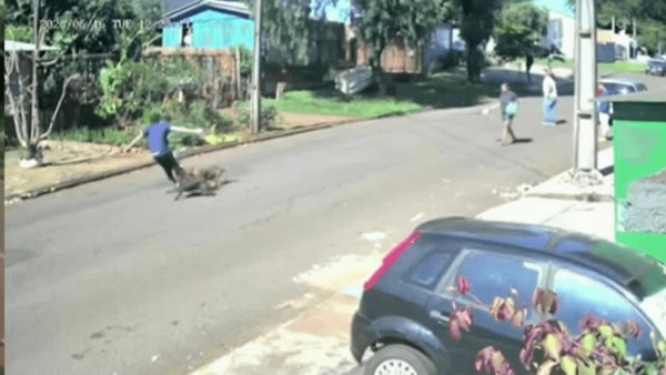 Vídeo: homem é atacado por cães e tenta escapar subindo em poste