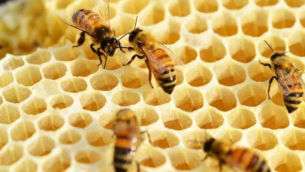 Criação de abelhas sem ferrão cresce no interior de SP; entenda