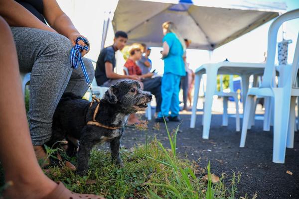 Prefeitura promove mutirão presencial de inscrição para castração nesta quarta (24) e quinta-feira (25) no Jardim Aeroporto