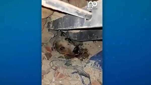 Vídeo: Cachorro é resgatado de escombros após terremotos na Venezuela