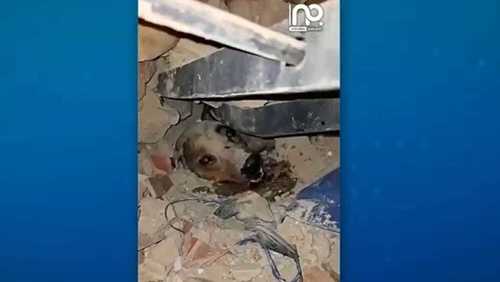 Vídeo: Cachorro é resgatado de escombros após terremotos na Venezuela