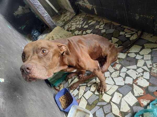 Ataques de pit bull em sequência reacendem debate por lei mais dura a donos