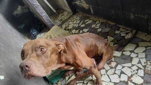 Ataques de pit bull em sequência reacendem debate por lei mais dura a donos