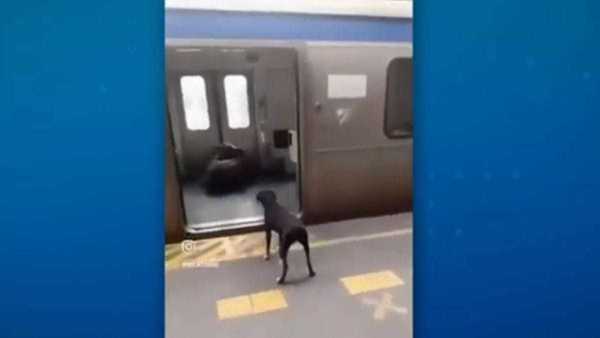 Boi invade estação de trem é perseguido por cachorro no Rio de Janeiro