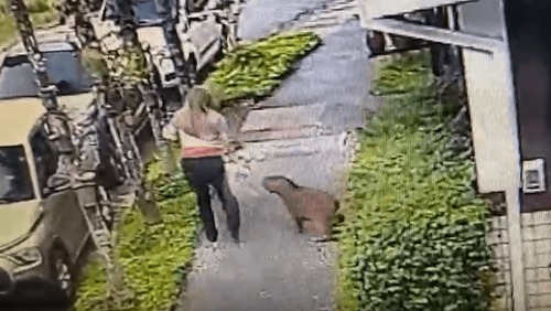 VÍDEO: capivara é resgatada após pular de moita e tentar atacar cachorro