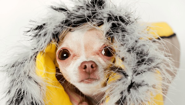 Planos de saúde para pets crescem no país, mas enfrentam vácuo legal