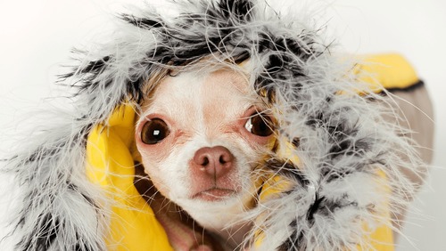 Planos de saúde para pets crescem no país, mas enfrentam vácuo legal