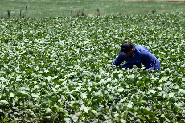 Saiba como solicitar crédito emergencial para produtores rurais atingidos por temporal na região de Ribeirão Preto