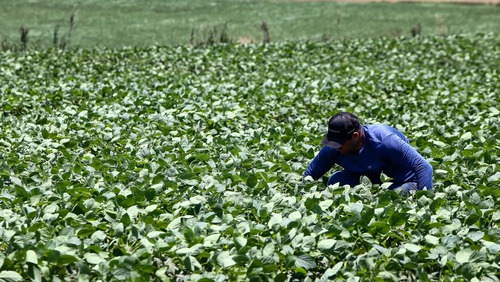 Saiba como solicitar crédito emergencial para produtores rurais atingidos por temporal na região de Ribeirão Preto