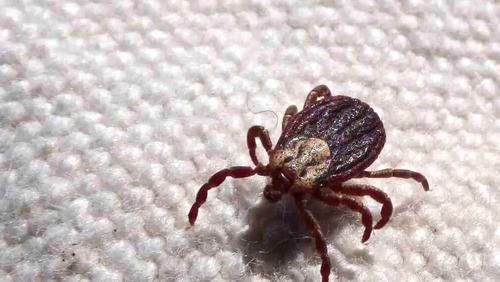 SP registra 18 mortes por febre maculosa em 19 casos confirmados
