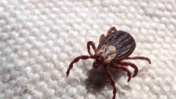 Estado de São Paulo tem 23 mortes por febre maculosa no primeiro semestre