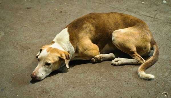 Câmara aprova suspensão e cassação da CNH para quem abandonar animais