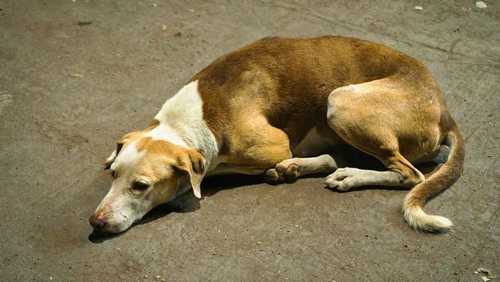 Câmara aprova suspensão e cassação da CNH para quem abandonar animais